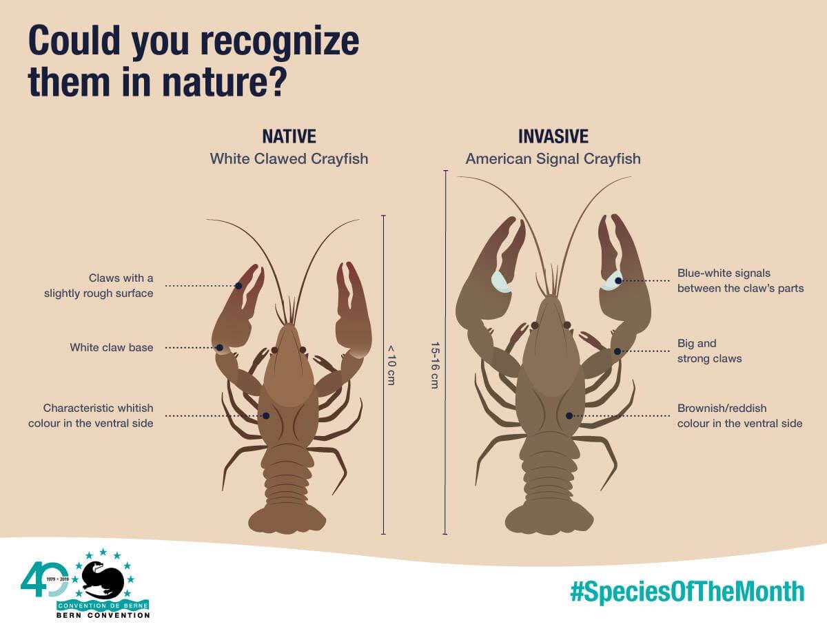 How to Trap or Catch Crayfish in the UK OverLive