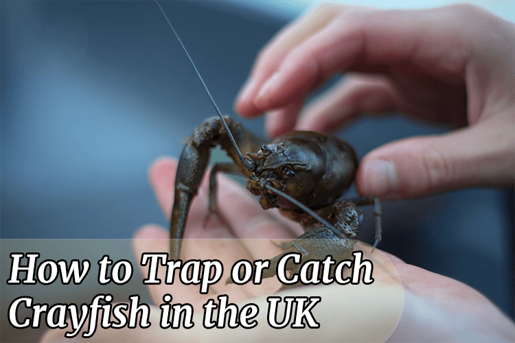 How to modify a crayfish net for crayfishing from the bank 