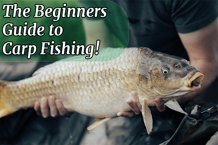 The Beginners Guide to Carp Fishing! - OverLive